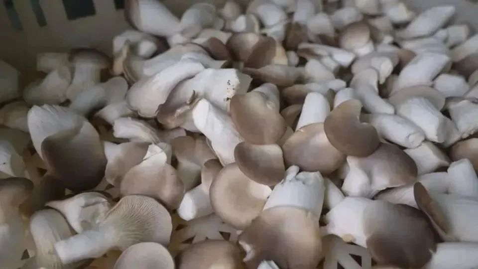 Pleurotus geesteranus.jpg