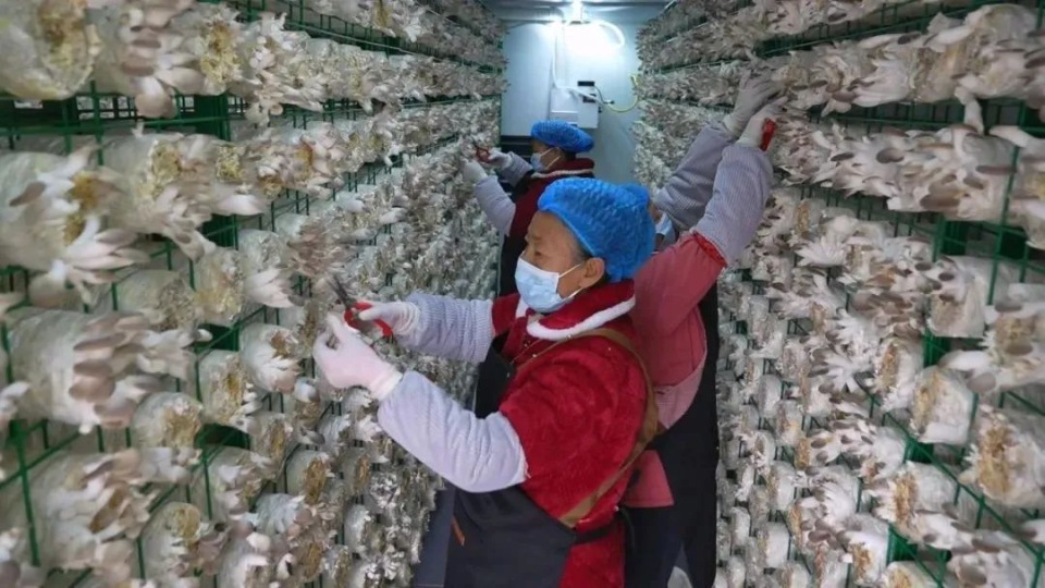 Smart mushroom cultivation base.jpg